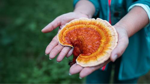 Hände halten einen großen, leuchtend orange-braunen Pilz mit strukturierter Oberfläche, vor einem verschwommenen grünen Hintergrund.
