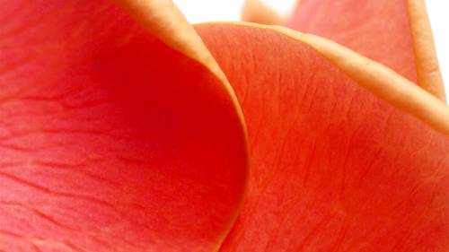Close-up of vibrant orange and pink flower petals with delicate textures and soft curves, creating an abstract and colorful composition.