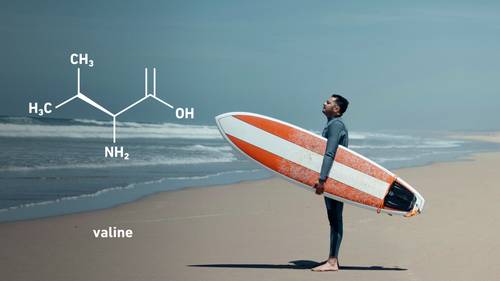 Surfer holding a red and white surfboard on a beach, with a valine chemical structure overlay.