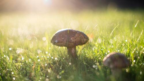 Mushrooms growing in a sunlit grassy field, with dewdrops glistening in the morning light.