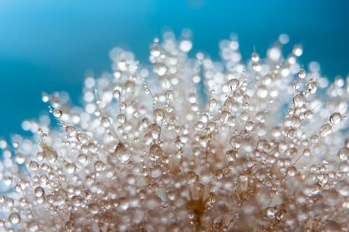 Close-up of a dandelion covered in dewdrops against a soft blue background, creating a sparkling, delicate appearance.