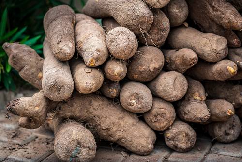 A pile of freshly harvested yams with rough, brown skins, stacked on a stone surface and surrounded by green foliage.