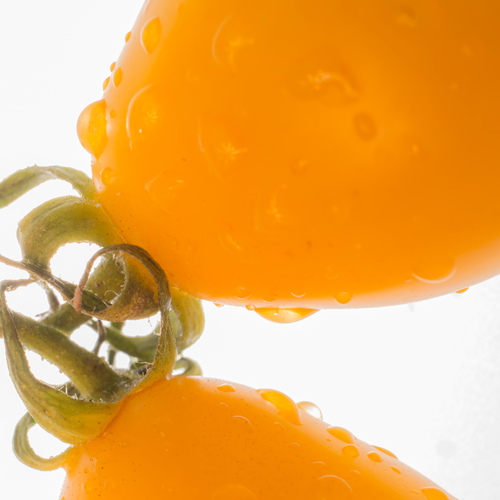 Zwei gelbe Tomaten in Nahaufnahme mit Wassertropfen auf der Oberfläche, die durch ihre grünen Stiele miteinander verbunden sind.