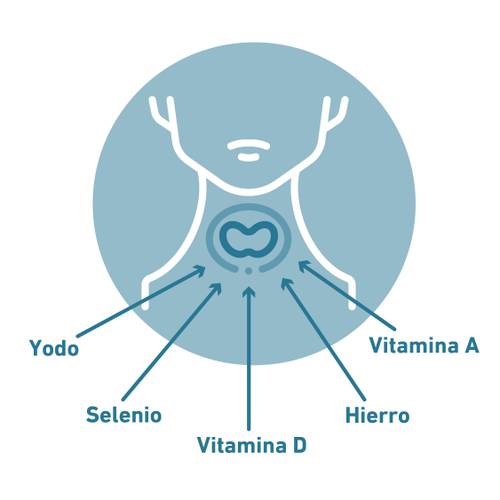 Diagrama de la glándula tiroides con flechas que señalan los nutrientes: vitamina A, vitamina D, yodo, selenio y hierro.