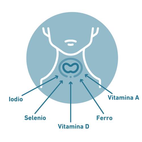 Diagramma della ghiandola tiroidea con frecce che indicano i nutrienti: vitamina A, vitamina D, iodio, selenio e ferro.