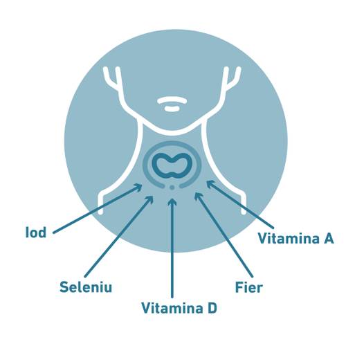 Diagramă a glandei tiroide cu săgeți care indică nutrienții: vitamina A, vitamina D, iod, seleniu și fier.