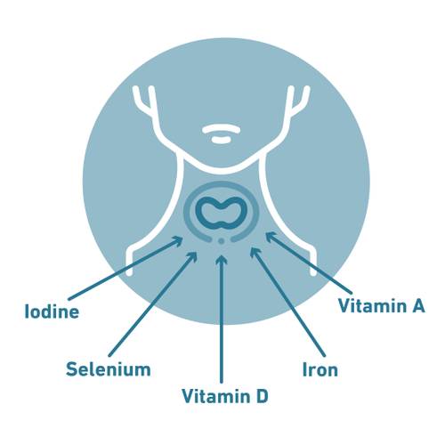 Diagram of a thyroid gland with arrows pointing to nutrients: Vitamin A, Vitamin D, iodine, selenium, and iron.