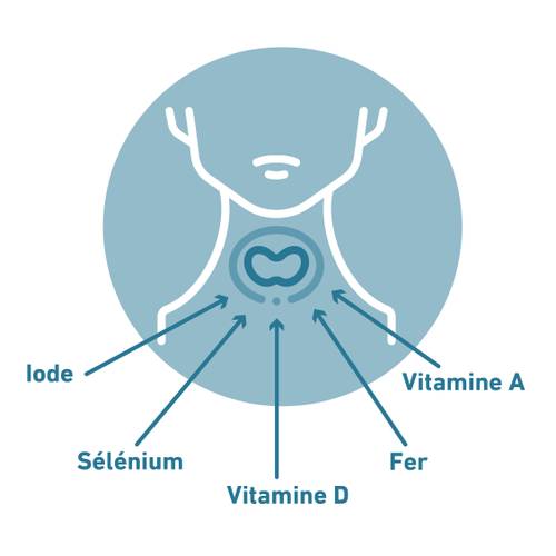 Schéma de la glande thyroïde avec des flèches pointant vers les nutriments : vitamine A, vitamine D, iode, sélénium et fer.