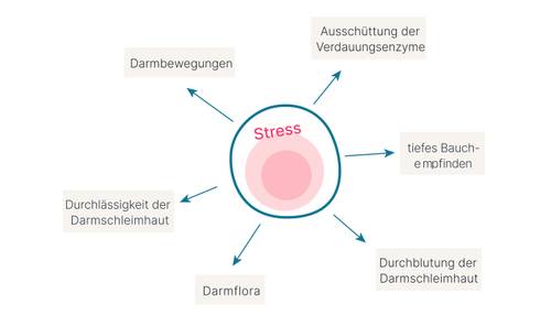 Diagramm, das zeigt, wie Stress die Verdauung beeinflusst, mit Pfeilen, die auf Faktoren wie Stuhlgang, Enzymfreisetzung und Darmflora hinweisen.