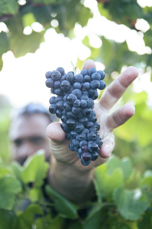 A person holds a bunch of ripe purple grapes in a vineyard, surrounded by green leaves.