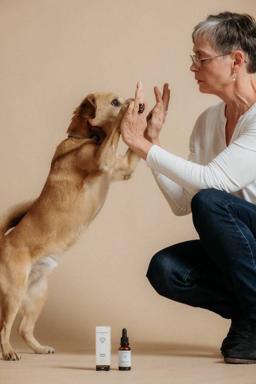 Eine Frau mit kurzen grauen Haaren gibt einem kleinen braunen Hund, der auf seinen Hinterbeinen steht, ein Leckerli. Auf dem Boden steht eine Tropfflasche.