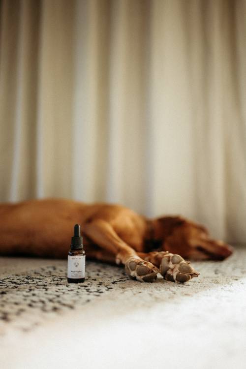 Hund liegt auf einem Teppich mit einer Flasche Tropfen im Vordergrund, vor einem sanft beleuchteten Vorhang.