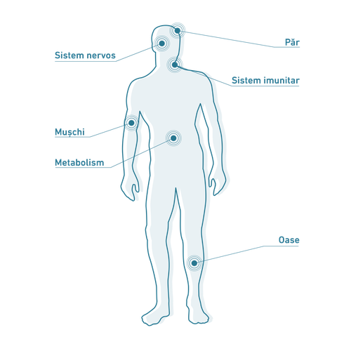 Siluetă a unui corp uman cu puncte etichetate: cap/gât, sistem imunitar, mușchi, metabolism, oase.