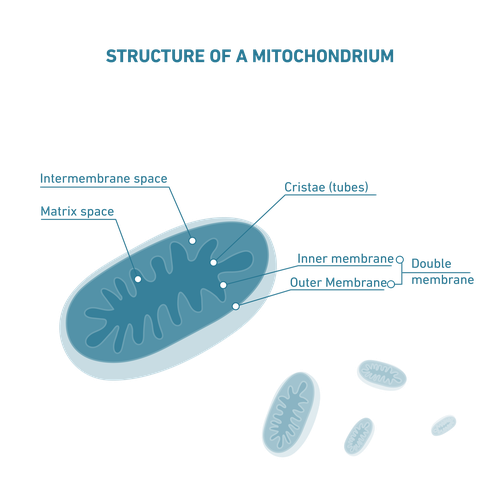 Diagram of a mitochondrion showing labeled parts: outer membrane, inner membrane, cristae, matrix, and intermembrane space.