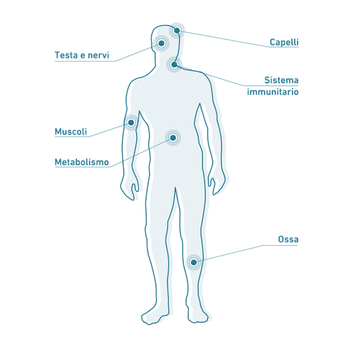 Sagoma di un corpo umano con punti etichettati: testa/collo, sistema immunitario, muscoli, metabolismo, ossa.