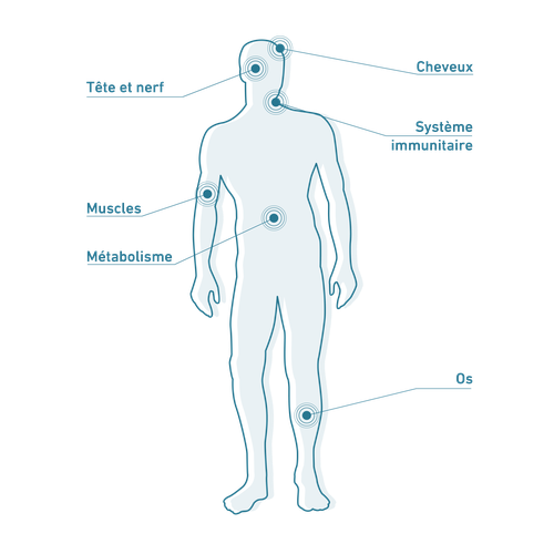 Silhouette d’un corps humain avec des points étiquetés : tête/cou, système immunitaire, muscles, métabolisme, os.