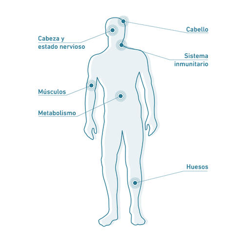 Silueta de un cuerpo humano con puntos etiquetados: cabeza/cuello, sistema inmunológico, músculos, metabolismo, huesos.