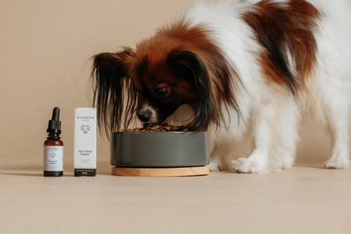 Papillon-Hund frisst aus einem grauen Napf, daneben stehen eine Flasche und eine Schachtel mit Tiernahrungsergänzungsmitteln auf beigem Hintergrund.