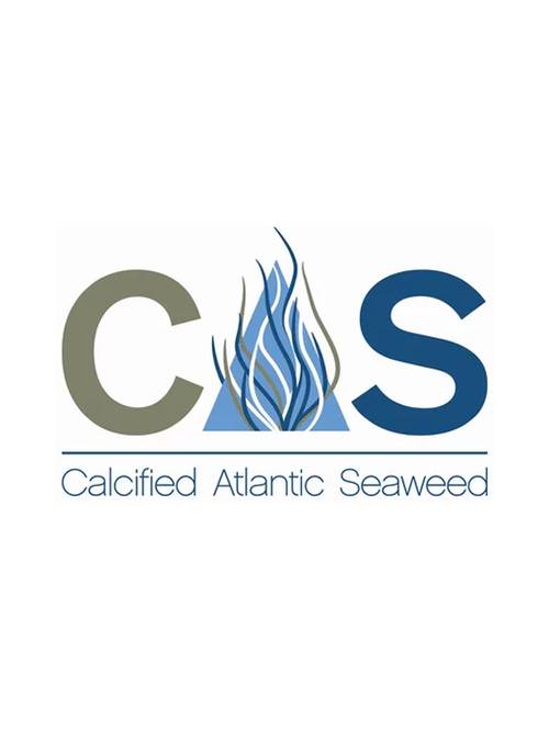 Calcified Atlantic Seaweed