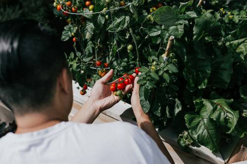 Eine Person, die in einem Garten reife Kirschtomaten von üppig grünen Pflanzen pflückt, von hinten gesehen.