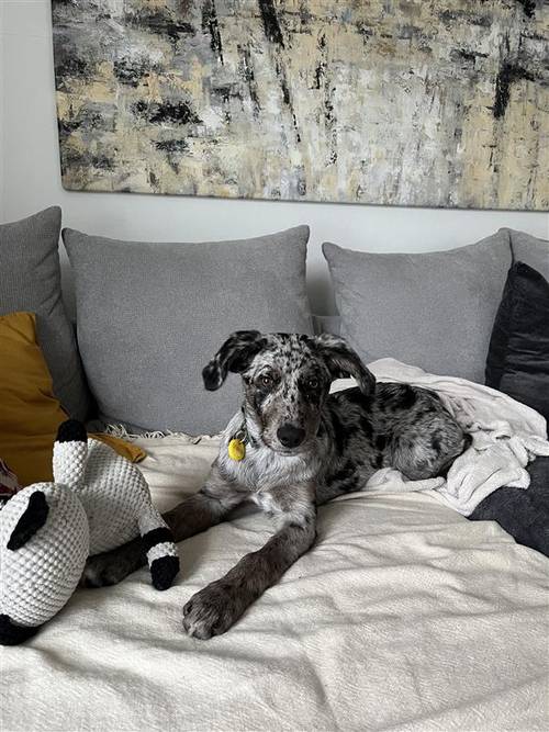 Ein Hund mit Merle-Fell liegt auf einem Bett mit grauen Kissen neben einem Plüschtier. Im Hintergrund hängt ein abstraktes Gemälde.