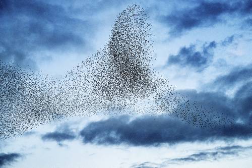 Ein großer Vogelschwarm, der in der Abenddämmerung vor dem Hintergrund blauer Wolken komplizierte Muster am Himmel bildet.