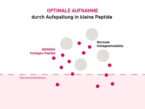 Diagramm, das Kollagenpeptide zeigt, die die Darmschleimhaut passieren, mit der Beschriftung „Optimale Aufnahme durch Aufspaltung in kleine Peptide“.
