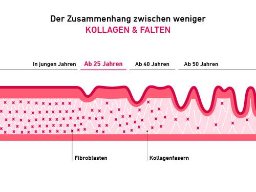 Diagramm zeigt den Zusammenhang zwischen Kollagen und Falten in Abhängigkeit vom Alter – mit Fokus auf Fibroblasten und Kollagenfasern in den Hautschichten.