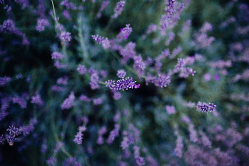 Obenansicht eines Lavendelfelds mit leuchtend violetten Blüten im Fokus, umgeben von unscharfem Grün.