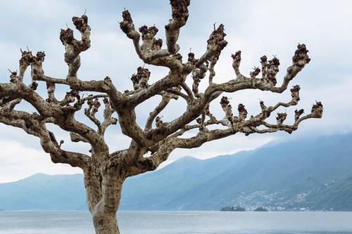Ein krummer Baum mit kahlen Ästen vor dem Hintergrund eines ruhigen Sees und ferner Berge unter einem bewölkten Himmel.