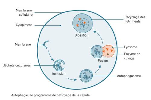 Schéma d'une cellule montrant des processus comme la digestion, la fusion et le recyclage des nutriments, avec des parties étiquetées comme le lysosome et la membrane cellulaire.