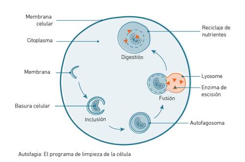 Diagrama de una célula que muestra procesos como la digestión, la fusión y el reciclaje de nutrientes, con partes etiquetadas como lisosoma y membrana celular.