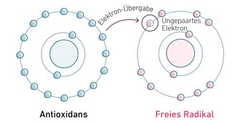 Diagramm: Ein Antioxidans spendet ein Elektron an ein freies Radikal. Das Antioxidans besitzt gepaarte Elektronen, das freie Radikal ein ungepaartes Elektron.