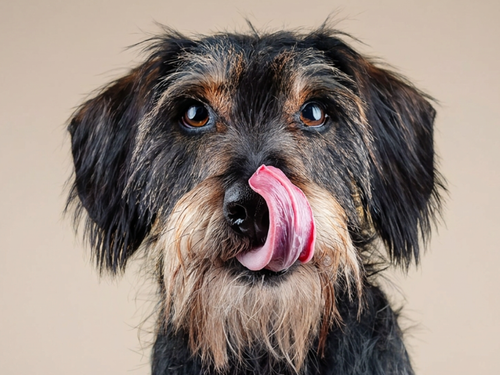 A shaggy black-and-brown dog licks its nose with its pink tongue curled up and looks straight into the camera against a plain background.