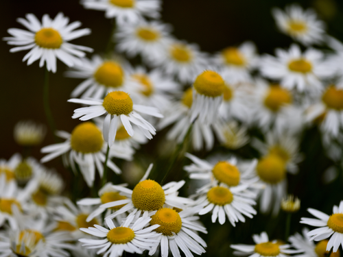 A cluster of flowering chamollie against a blurred, dark background – this creates a vibrant and natural image.