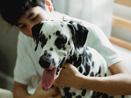 A person gently hugging a Dalmatian with its tongue sticking out. The dog is in sharp focus, whilst the person in the background is slightly out of focus.