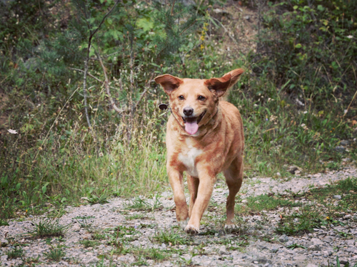 A cheerful brown dog with its tongue hanging out is running along a gravel path surrounded by greenery.