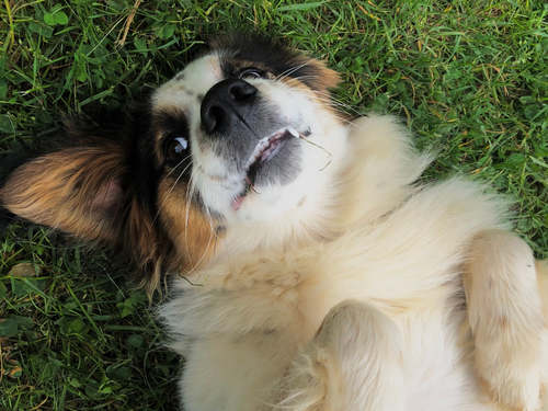 A fluffy dog lying on its back in the green grass, looking up playfully with its mouth slightly open.