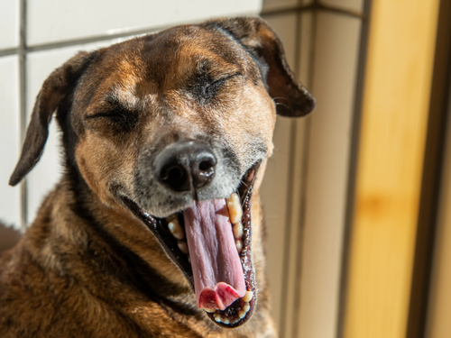 A brown dog with its eyes closed yawns, revealing its pink tongue and teeth – whilst indoors in bright sunlight.