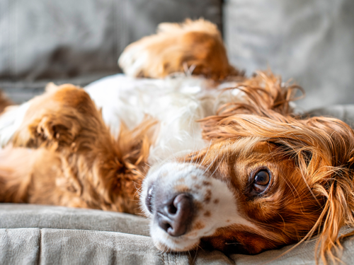 A brown and white dog lying on its back on a grey sofa, looking at the camera with its ears folded back.