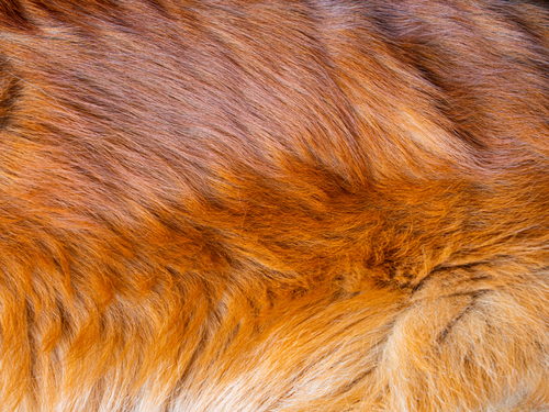 A close-up of reddish-brown fur with a soft, dense and slightly wavy texture, showing variations in colour from light to dark brown.