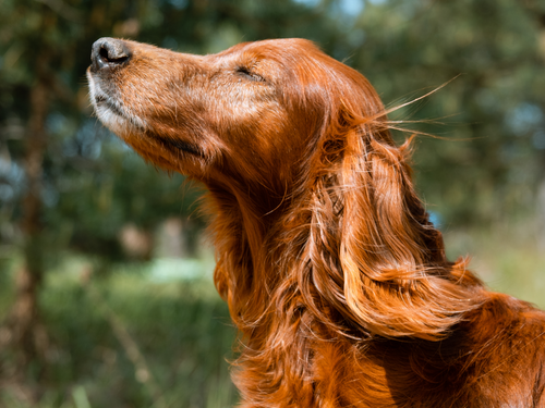 A reddish-brown Irish Setter with its eyes closed, enjoying the sun outside in a meadow.