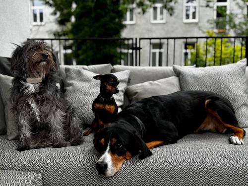 Drei Hunde auf einem gemusterten Sofa: ein zotteliger grauer Hund sitzt, ein kleiner schwarz-brauner Hund sitzt und ein größerer schwarzer Hund liegt.