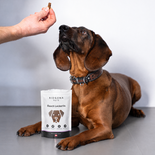 A brown dog wearing a collar looks intently at a hand holding a treat, next to a bag of ‘BIOGENA PETS Belly Treats’ on the floor.