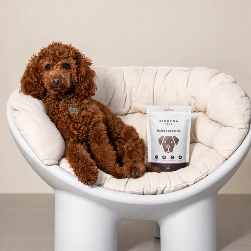 A brown dog with curly fur is sitting in a cosy white armchair next to a bag of BIOGENA PETS Relax treats.