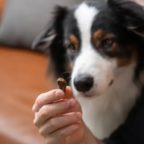 A dog is looking intently at a small treat that someone is holding in their hand – indoors.