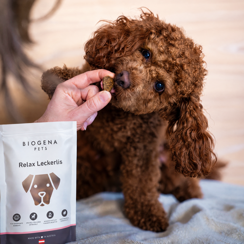 A brown dog with curly fur is being given a treat by a hand. In the foreground, you can see the bag of treats labelled ‘BIOGENA PETS Relax Treats’.