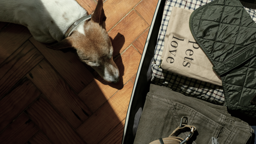 Ein Hund ruht sich auf einem sonnenbeschienenen Holzboden neben einem offenen Koffer aus, in dem gefaltete Kleider und eine Hundejacke liegen.