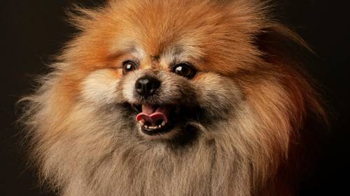 Flauschiger Pomeranian mit dichtem, orange-grauem Fell, der mit offenem Maul vor einem dunklen Hintergrund zur Seite schaut.