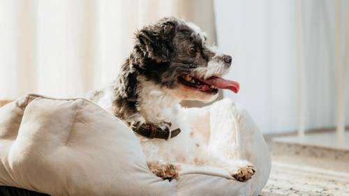 Ein kleiner schwarz-weißer Hund mit heraushängender Zunge sitzt auf einem weichen beigen Haustierbett und sonnt sich im Sonnenlicht, das durch ein Fenster scheint.
